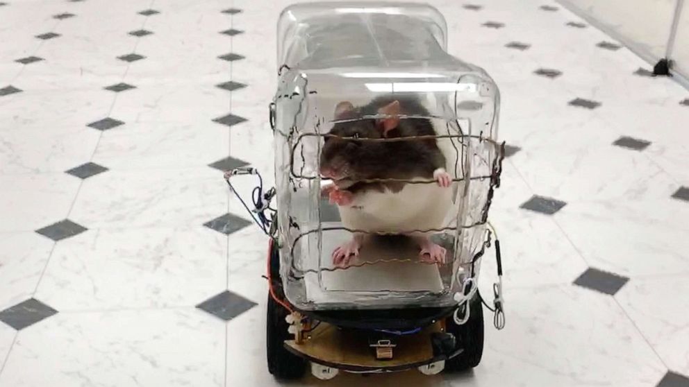 Ratautonomy: Rats learn to drive from scientists