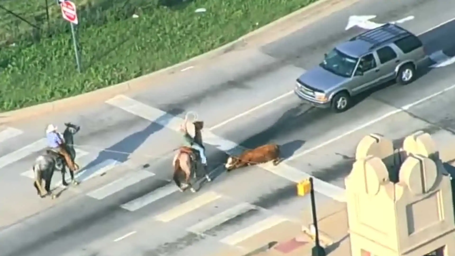 Watch Cowboys Handle a Cow that's Unattached on an Oklahoma Highway