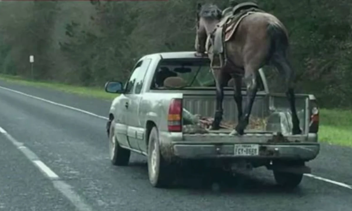 Driver Captured Carrying Horse in Open Pickup Bed at 70 MPH