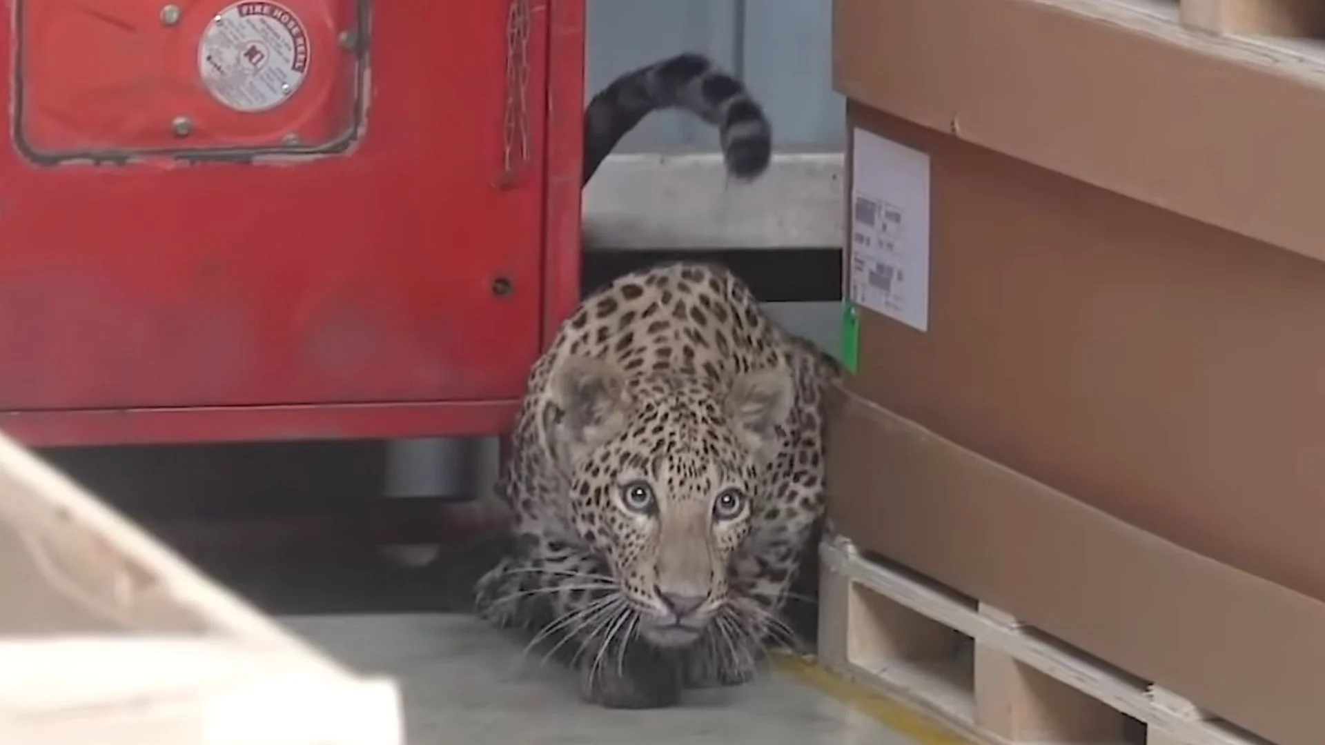 Mercedes Production In India Is Interrupted by... Leopard