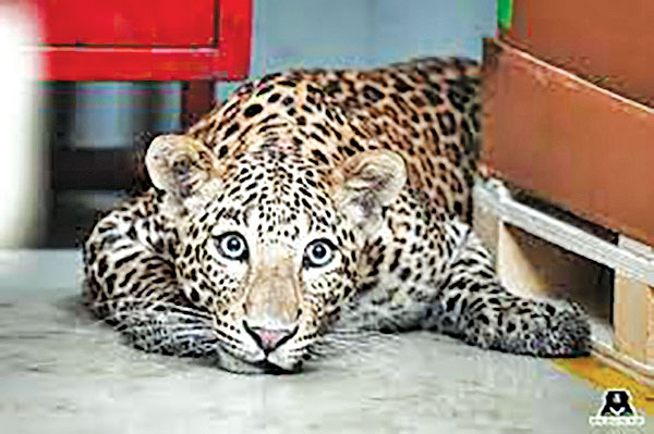 Mercedes Production In India Is Interrupted by... Leopard