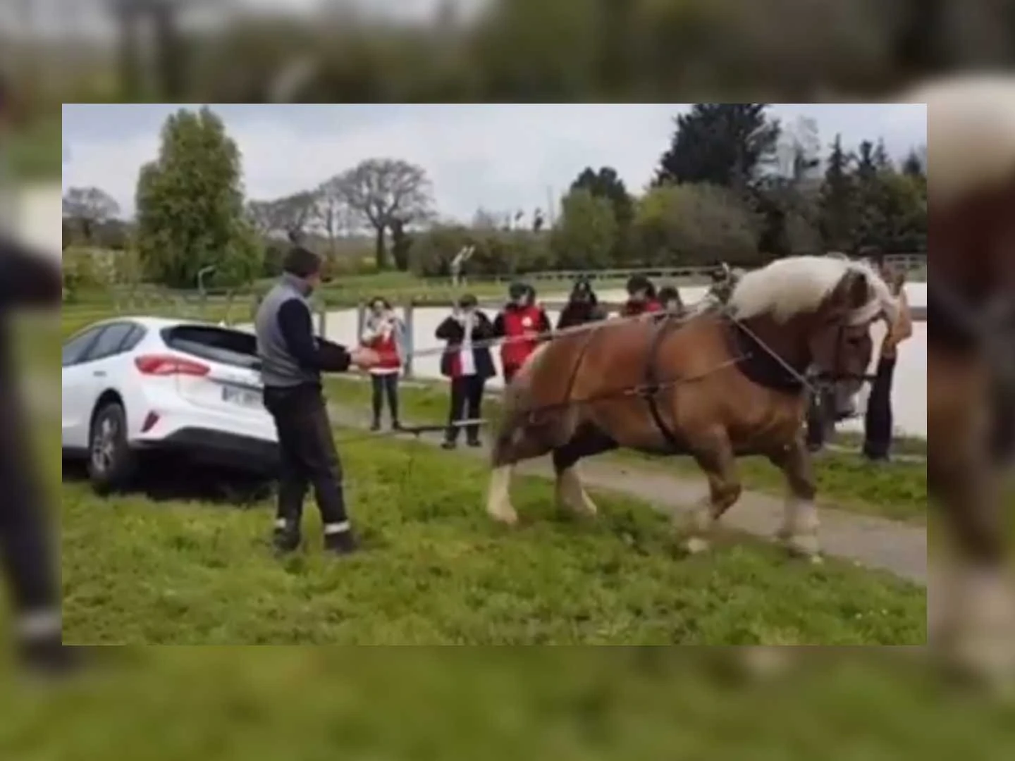 Horse Pulls Car Out of Ditch To Show Its True Power