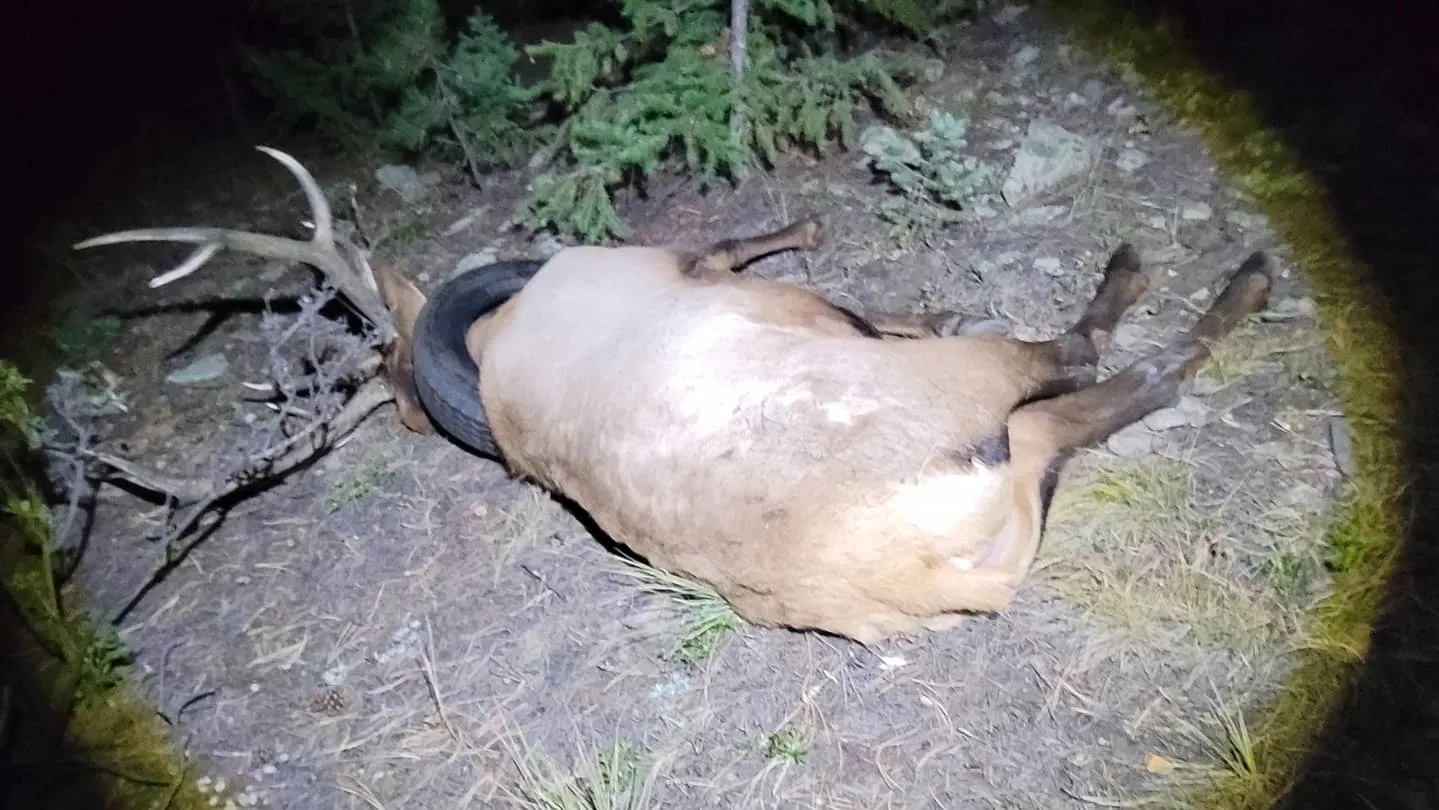 Colorado Elk with Tire around Its Neck for Two Years Finally Freed