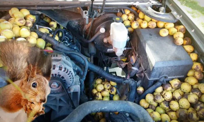 Aww Nuts! Avalanche of Walnuts in Chevy: Squirrel goes full-ice age with a squirrel