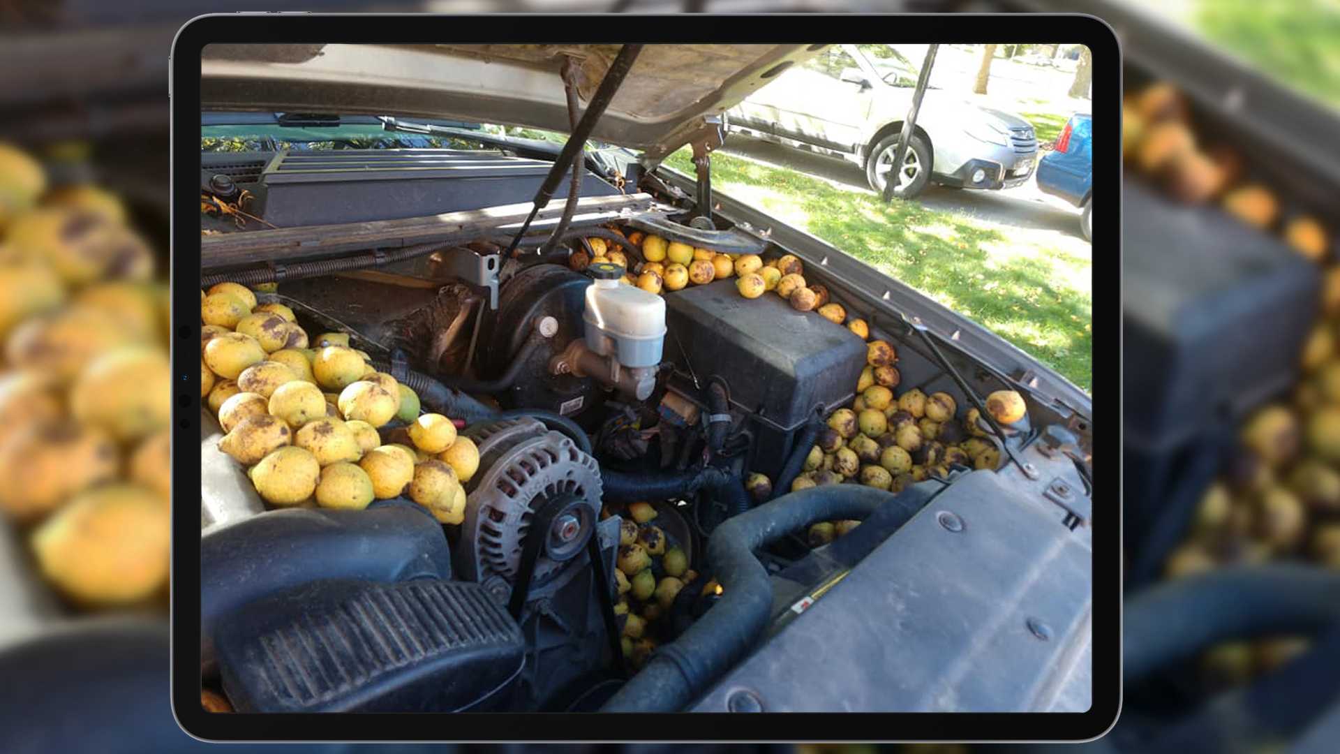 Aww Nuts! Avalanche of Walnuts in Chevy: Squirrel goes full-ice age with a squirrel