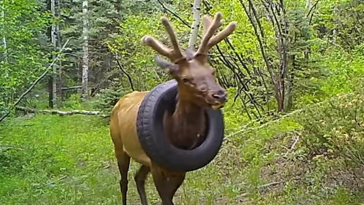 Colorado Elk with Tire around Its Neck for Two Years Finally Freed