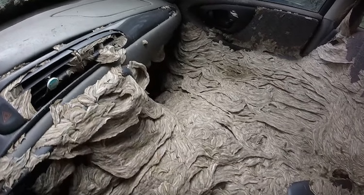 Giant Yellowjacket Nest Takes over Chevy Malibu. These Guys Go Inside