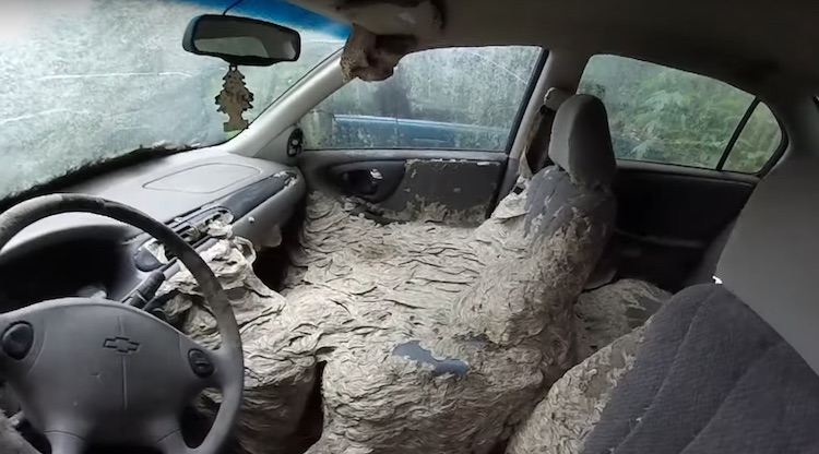 Giant Yellowjacket Nest Takes over Chevy Malibu. These Guys Go Inside