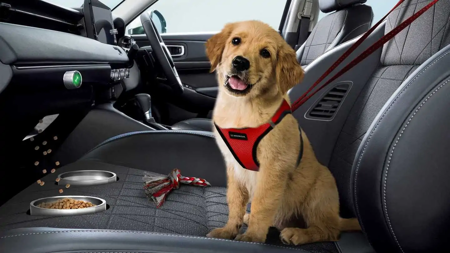 Honda Launches Dog Co-Pilot Front Seat So Your Pup Can Ride Shotgun